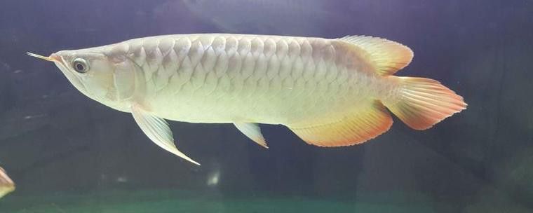 化骨龍魚圖片欣賞大全