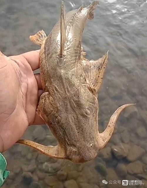 化骨龍魚圖片欣賞大全