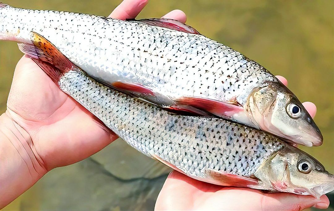 化骨龍魚圖片欣賞大全