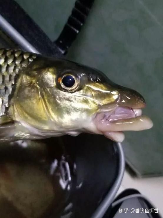 化骨龍魚圖片欣賞大全