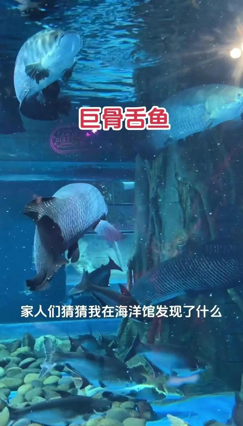化骨龍魚圖片欣賞大全
