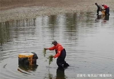 怎么訓練龍魚吃顆粒飼料的能力：喂養魚龍蝦苗子的方法