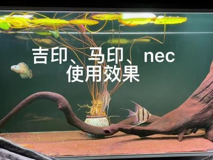 專用龍魚(yú)燈哪個(gè)品牌好點(diǎn)