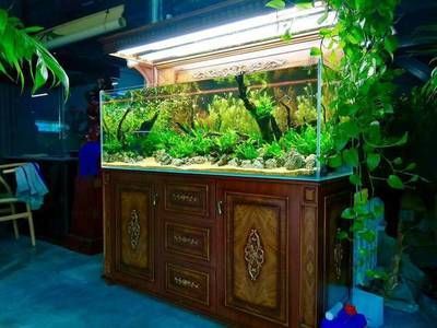 水族館加盟找祥龍魚場可以嗎多少錢一個月（水族館加盟找祥龍魚場加盟費用大概需要多少錢）