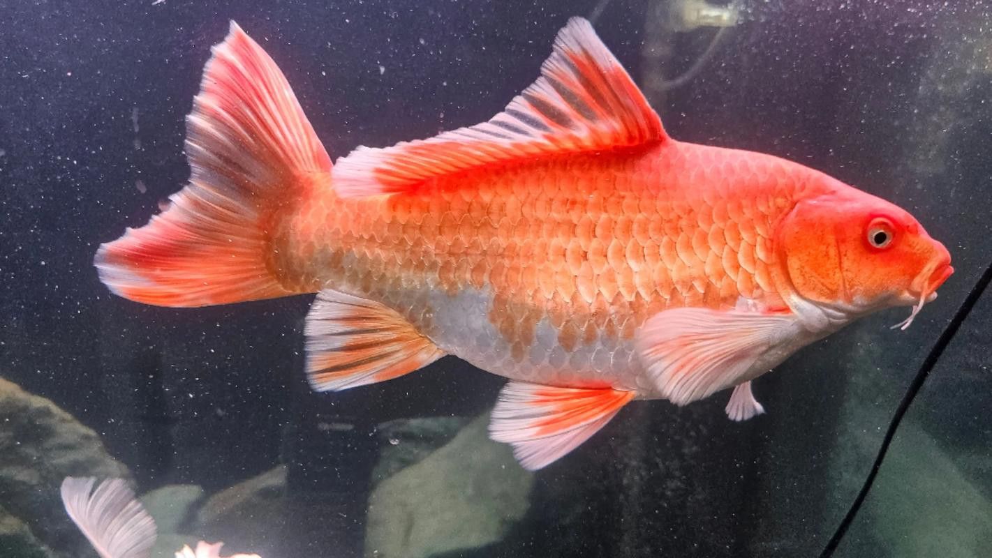 蝴蝶鯉和紅龍魚混養嗎圖片