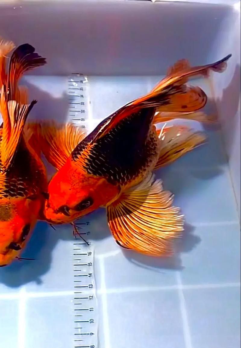蝴蝶鯉和紅龍魚混養嗎圖片