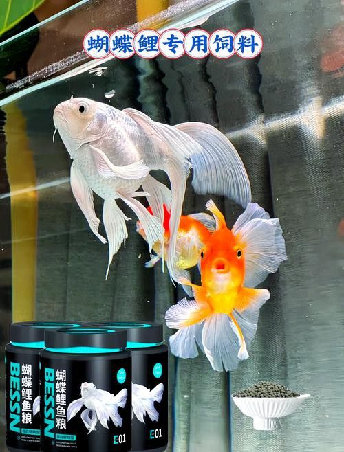 蝴蝶鯉和紅龍魚混養嗎圖片