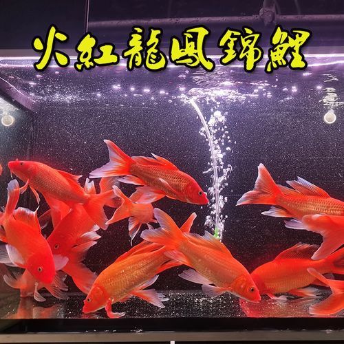 蝴蝶鯉和紅龍魚混養嗎圖片