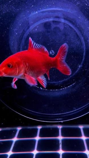 蝴蝶鯉和紅龍魚混養嗎圖片