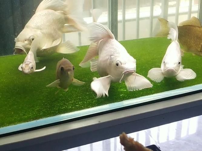 蝴蝶鯉和紅龍魚混養嗎圖片