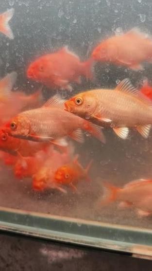 蝴蝶鯉和紅龍魚混養嗎圖片