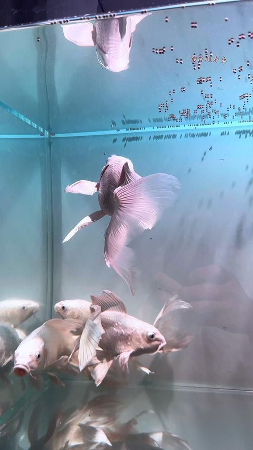 蝴蝶鯉和紅龍魚混養嗎圖片