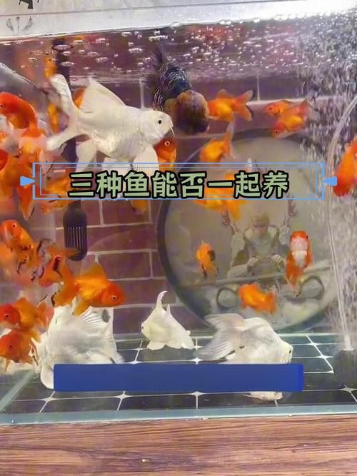 蝴蝶鯉和紅龍魚混養嗎圖片