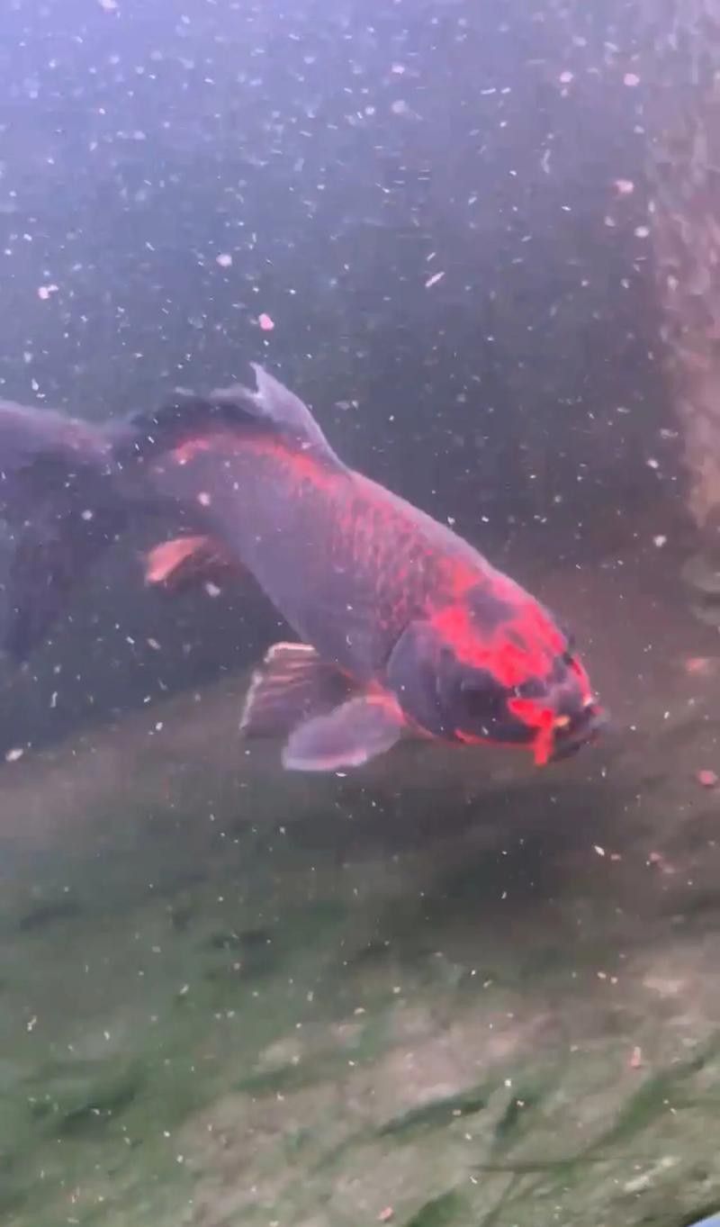 蝴蝶鯉和紅龍魚混養嗎圖片
