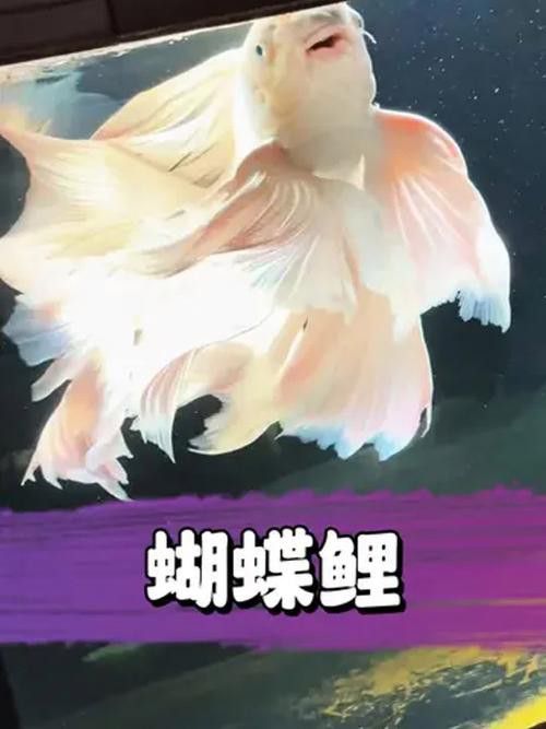 蝴蝶鯉和紅龍魚混養嗎圖片