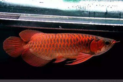 龍魚(yú)對(duì)換背景的反應(yīng)（龍魚(yú)對(duì)換背景的反應(yīng)因個(gè)體差異而異）