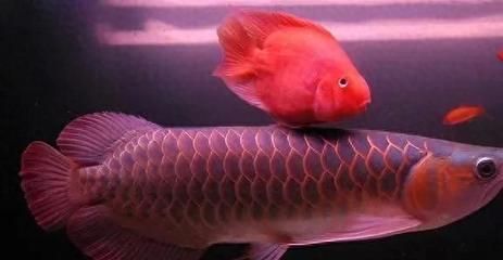 龍魚(yú)對(duì)換背景的反應(yīng)（龍魚(yú)對(duì)換背景的反應(yīng)因個(gè)體差異而異）