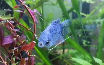 龍魚(yú)對(duì)換背景的反應(yīng)（龍魚(yú)對(duì)換背景的反應(yīng)因個(gè)體差異而異）