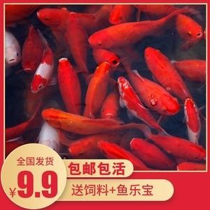 金龍魚喂小金魚好嗎紅龍魚喂小金魚好嗎：金龍魚和紅龍魚可以一起養嗎
