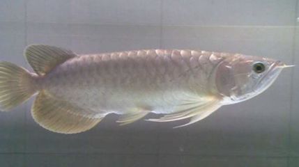 龍魚掉眼手術后多久可以恢復好：龍魚掉眼手術后恢復正常生活的確切時間因個體差異和具體情況而異