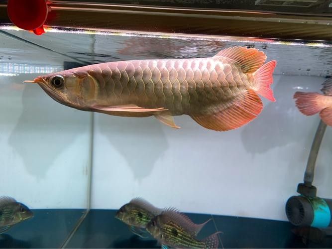 龍魚(yú)圖片大全 圖片欣賞視頻