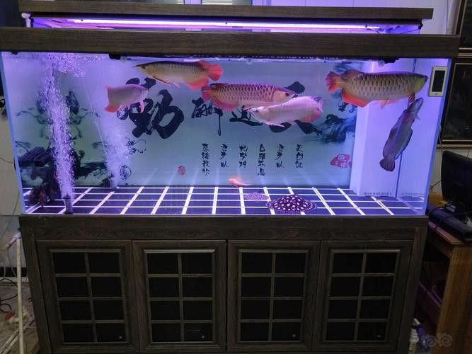 龍魚(yú)圖片大全 圖片欣賞視頻