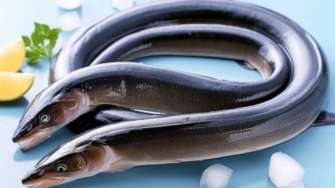 鰻魚的功效與作用