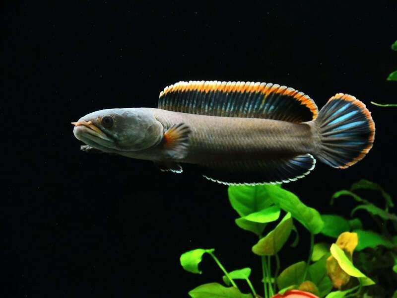 海南野生雷龍魚品種