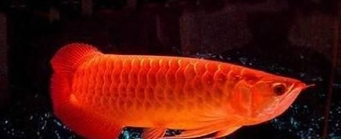 紅尾金龍魚吃什么（紅尾金龍魚吃什么最好）
