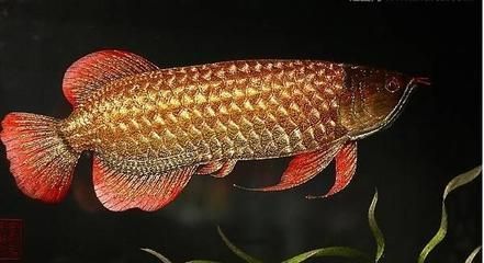 紅尾金龍魚吃什么（紅尾金龍魚吃什么最好）