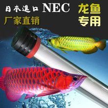 有哪些適合龍魚的NEC燈管推薦？