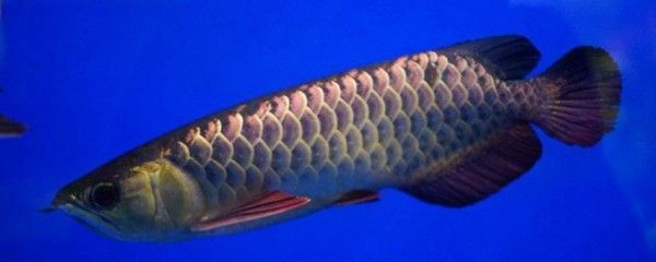 金龍魚水溫調(diào)節(jié)技巧，金龍魚夏季降溫創(chuàng)新方法