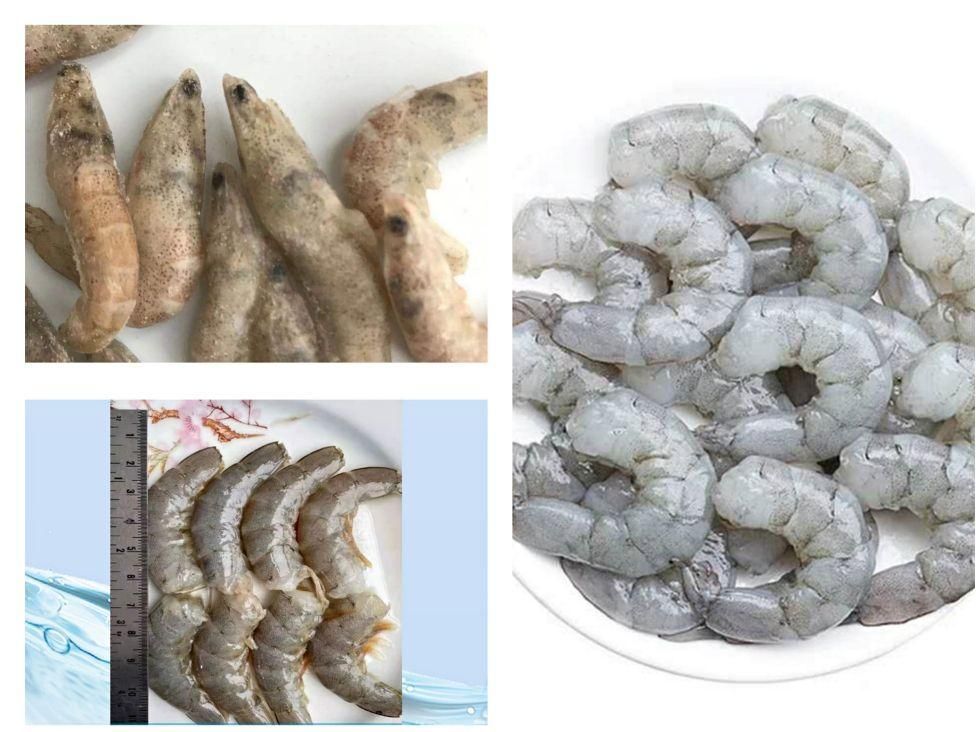 龍魚吃基圍蝦：龍魚可以吃基圍蝦嗎