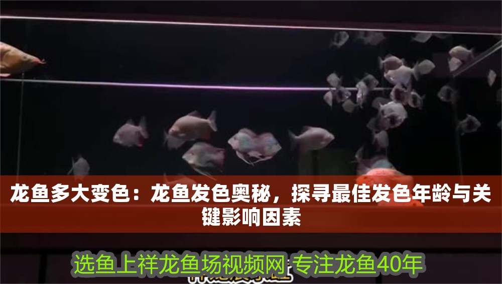 龍魚多大變色：龍魚發色奧秘，探尋最佳發色年齡與關鍵影響因素 龍魚多大變色：龍魚發色奧秘，探尋最佳發色年齡與關鍵影響因素 龍魚百科 第1張