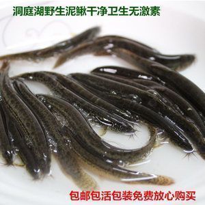 龍魚吃的泥鰍要凍多久才可以喂：喂食龍魚的泥鰍需要經過冷凍處理