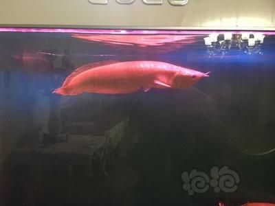 龍魚尾巴下垂怎么治療：治療龍魚尾巴下垂需要綜合考慮飼養環境、飲食、藥物治療和藥物治療