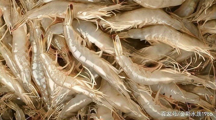 紅龍魚吃什么飼料最好？