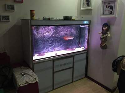 紅龍魚缸背景顏色代表什么意思（紅龍魚缸背景顏色如何選擇？）