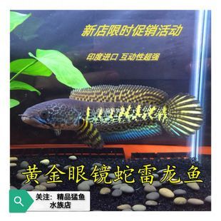 黃金眼鏡蛇雷龍魚怎么看品相：黃金眼鏡蛇雷龍魚的品相鑒別