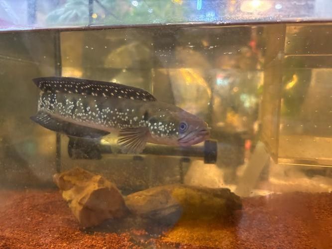 雷龍魚圖片介紹簡介