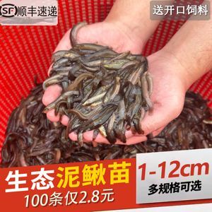 龍魚如何養(yǎng)水：養(yǎng)龍魚的具體養(yǎng)水方法