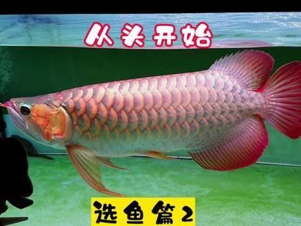 龍魚翹嘴還是平嘴好養(yǎng)活