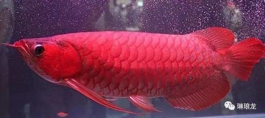 龍魚適合喂什么食物：關于龍魚適合喂食的食物種類及其注意事項