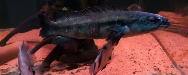 孔雀龍魚好養嗎怎么養（養殖孔雀龍魚的具體方法）