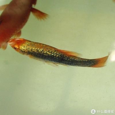 孔雀龍魚好養嗎怎么養（養殖孔雀龍魚的具體方法）