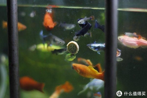 孔雀龍魚好養嗎怎么養（養殖孔雀龍魚的具體方法）