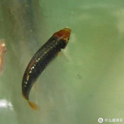 孔雀龍魚好養嗎怎么養（養殖孔雀龍魚的具體方法）