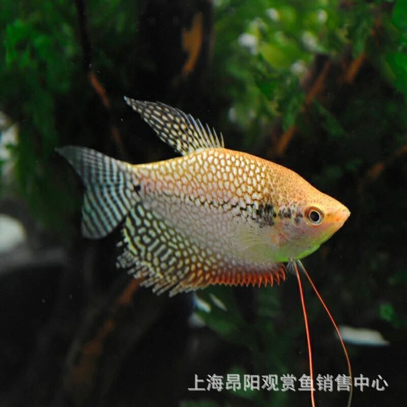 觀賞魚曼龍魚怎么賣的好一點（賣觀賞魚斗魚怎么賣）