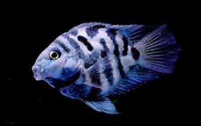 龍魚咀嚼食物的行為解析（龍魚咀嚼食物是正常的生理行為）