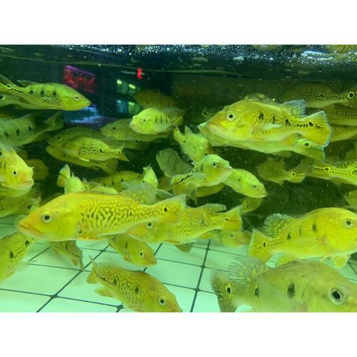 斑龍魚是什么魚圖片大全